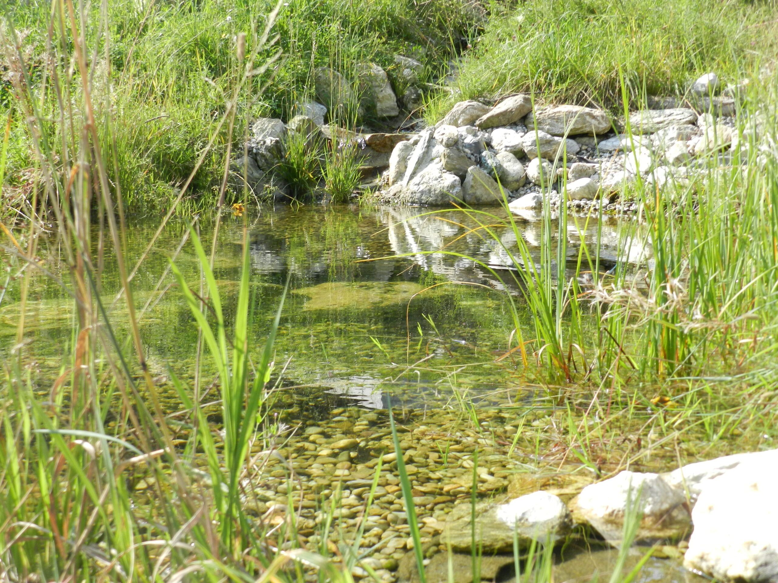 teich_03-scaled.jpg